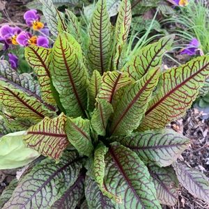 Meet your Posher, Marjorie